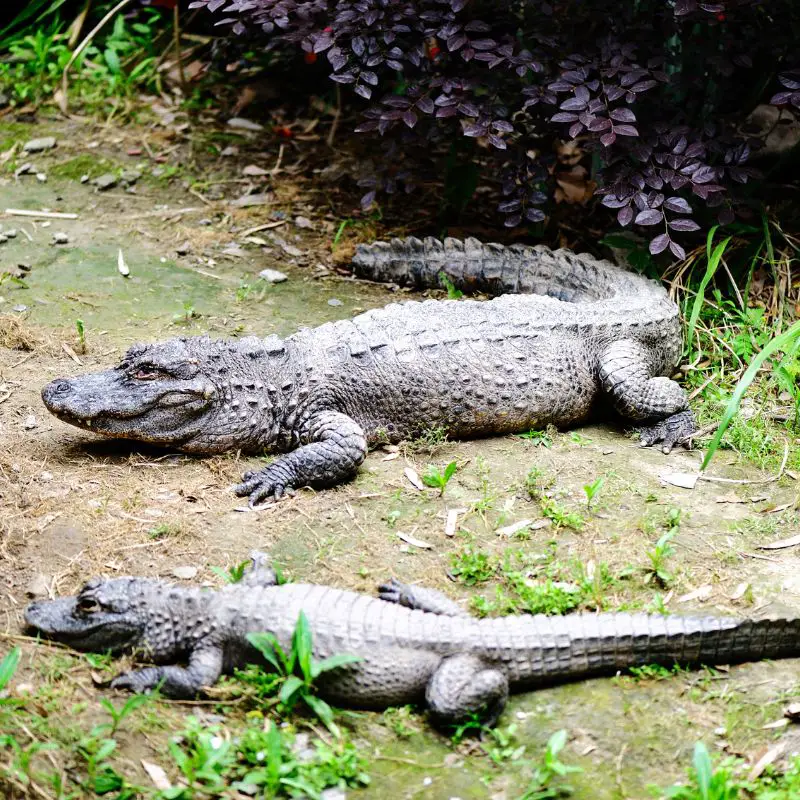Chinese alligators