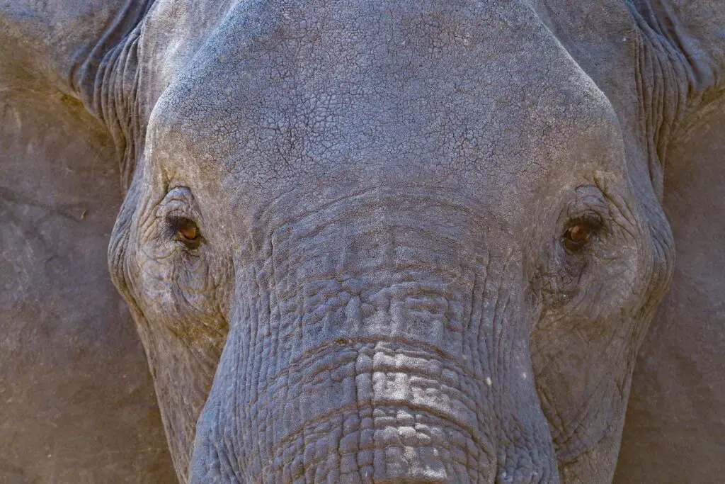 Close up of elephants face