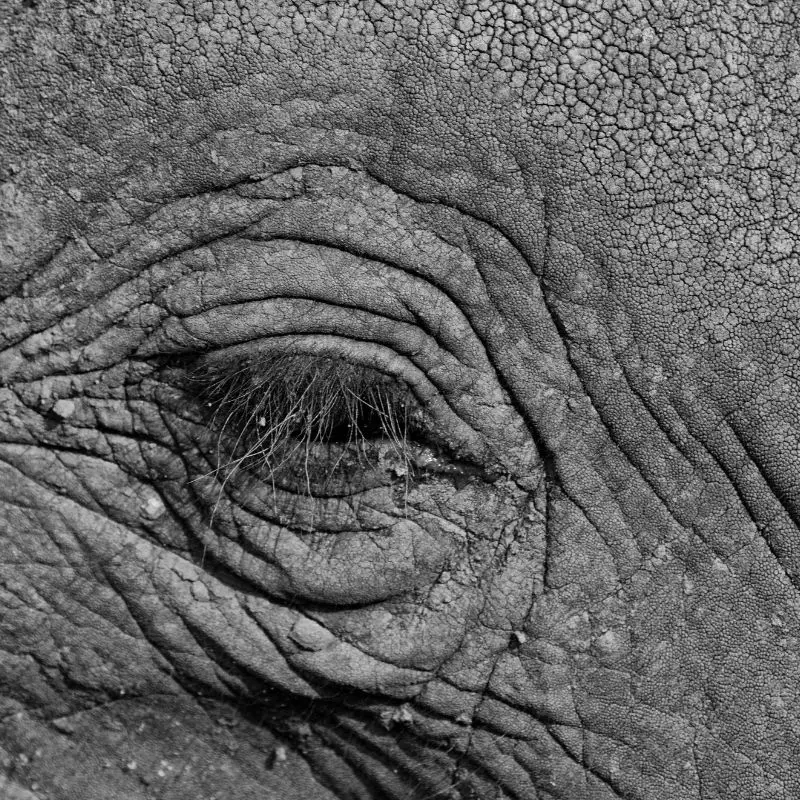 Elephant eyelashes close up