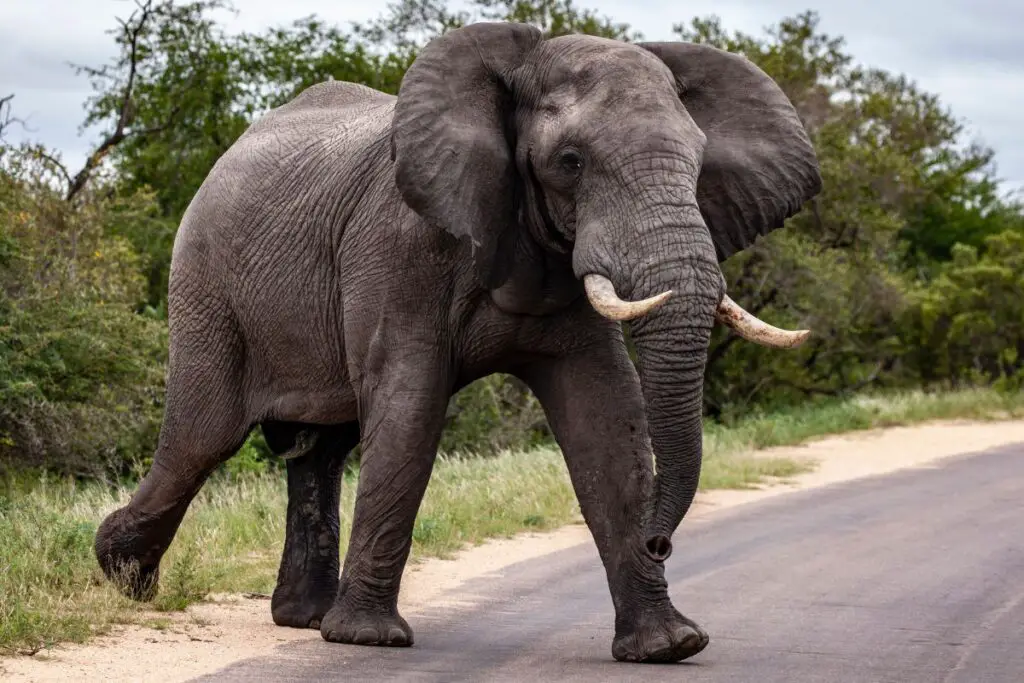 Elephant in musth, flapping its ears while walking on road