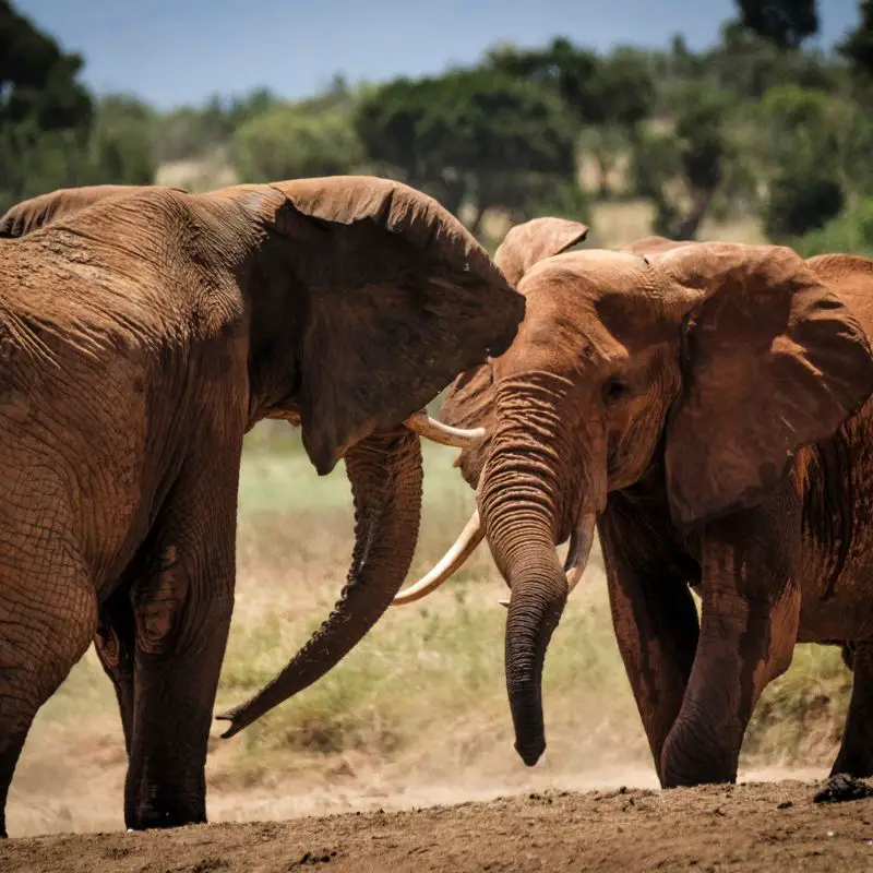 Elephants in musth battling