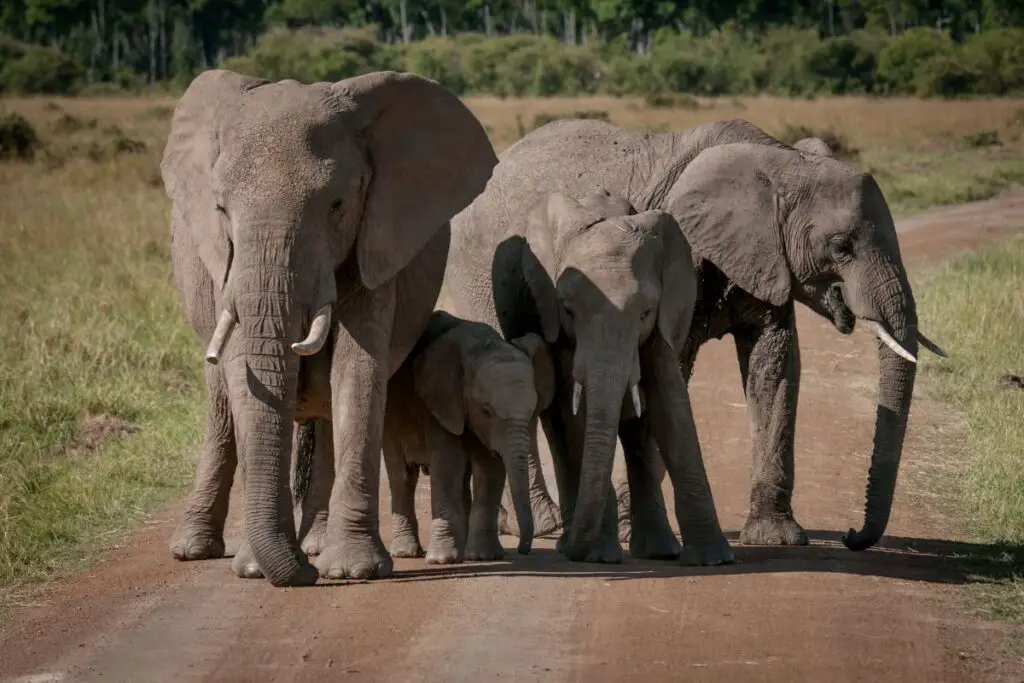 Elephants standing in the road
