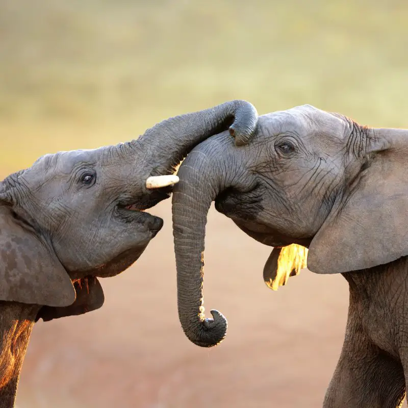 Elephants touching each other with their trunks