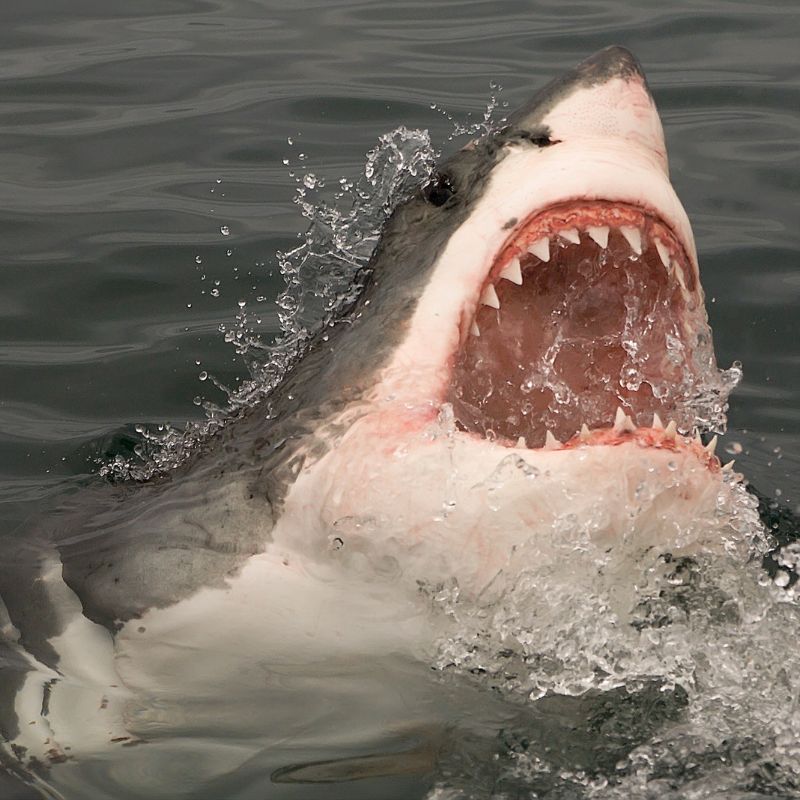 Great white shark with its jaws wide open breaching the water