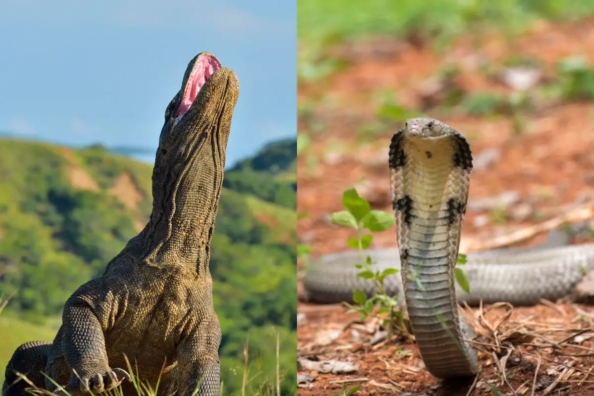 Komodo Dragon Vs. King Cobra: What’s The Difference?