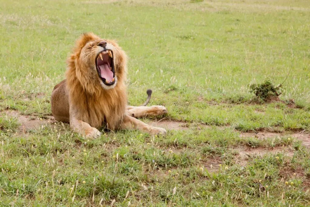 Lion on the grass with its mouth wide open