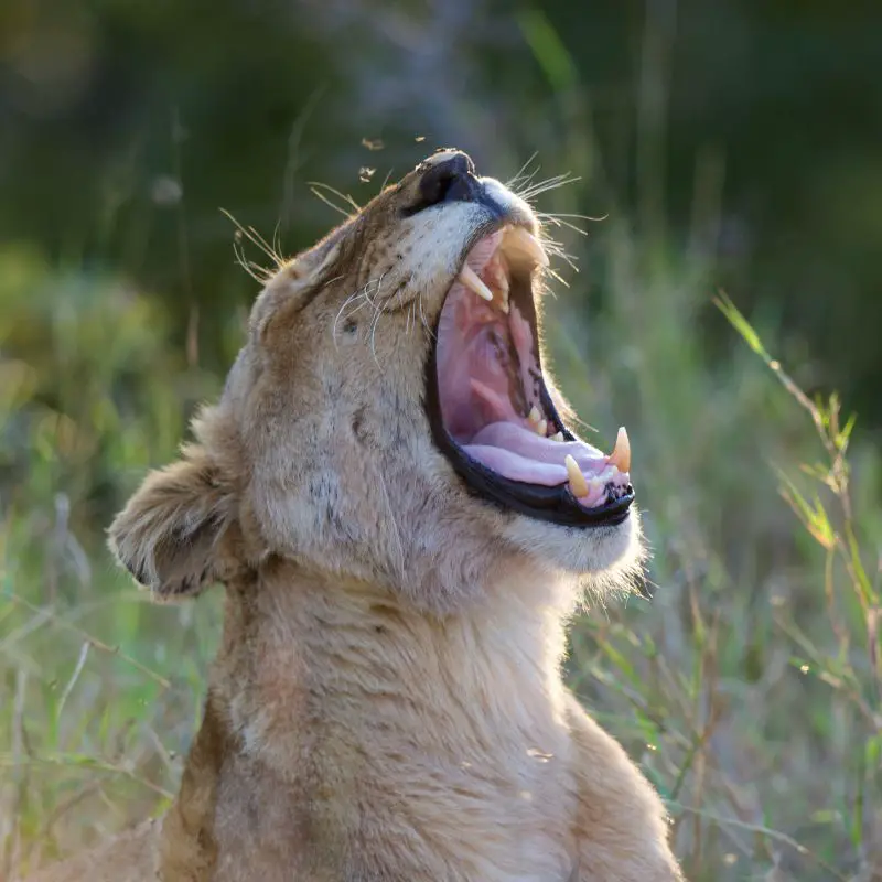 Lion with mouth wide open