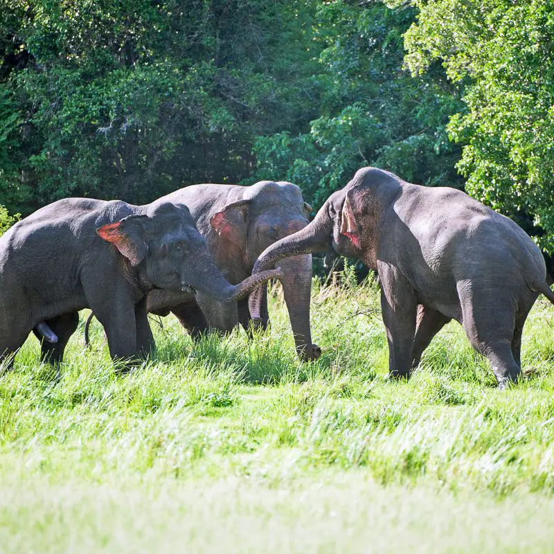 Musth tussle between elephants