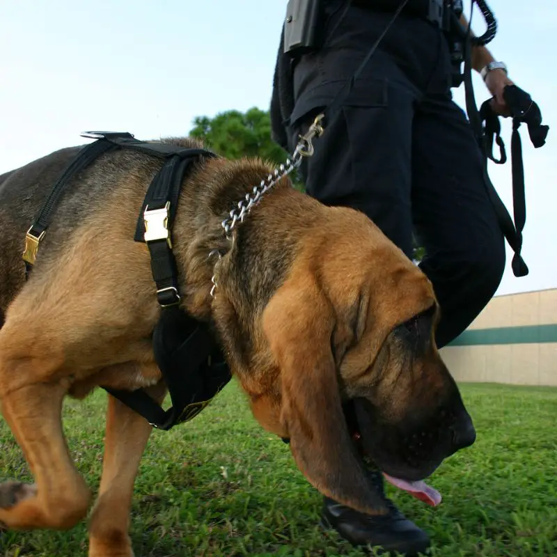 Police bloodhound tracking