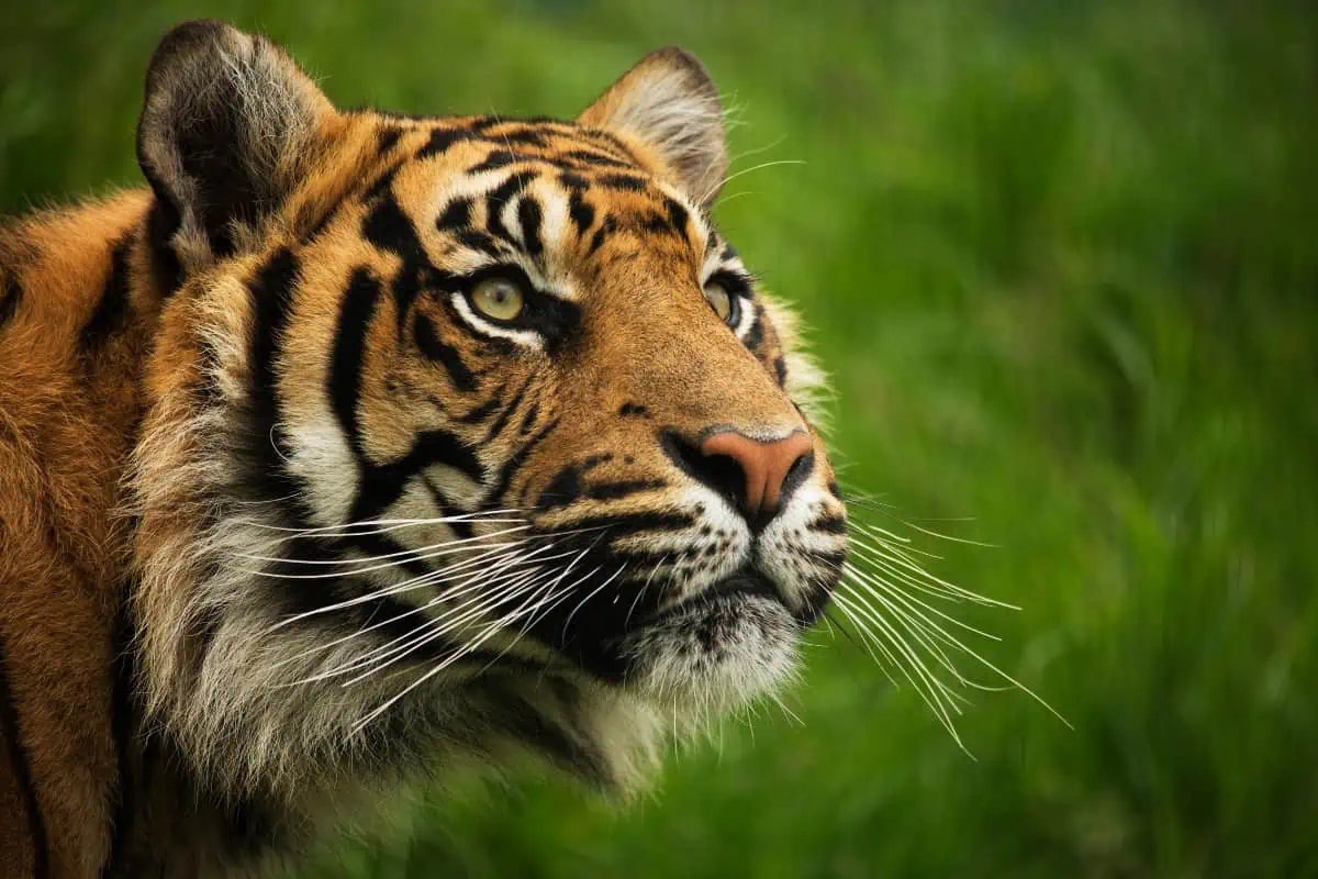 Endangered tiger close up of head