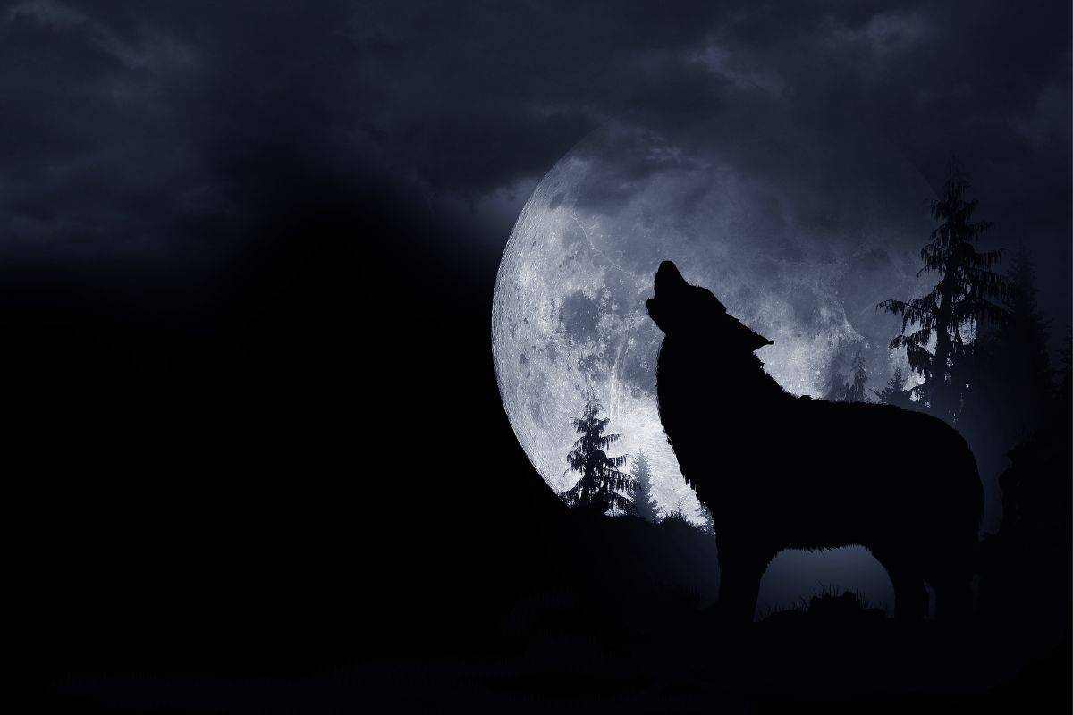 Wolf like dog howling with moon background