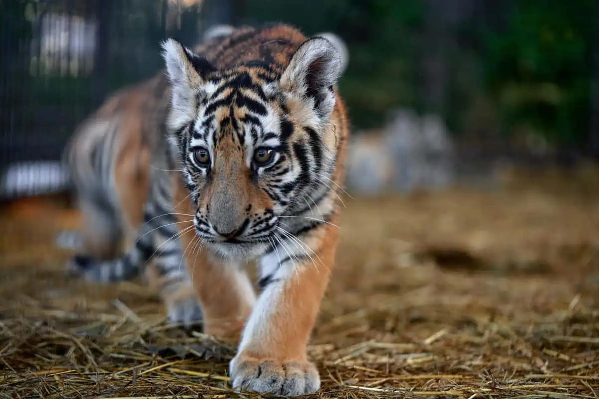 The Developmental Journey of a Baby Tiger