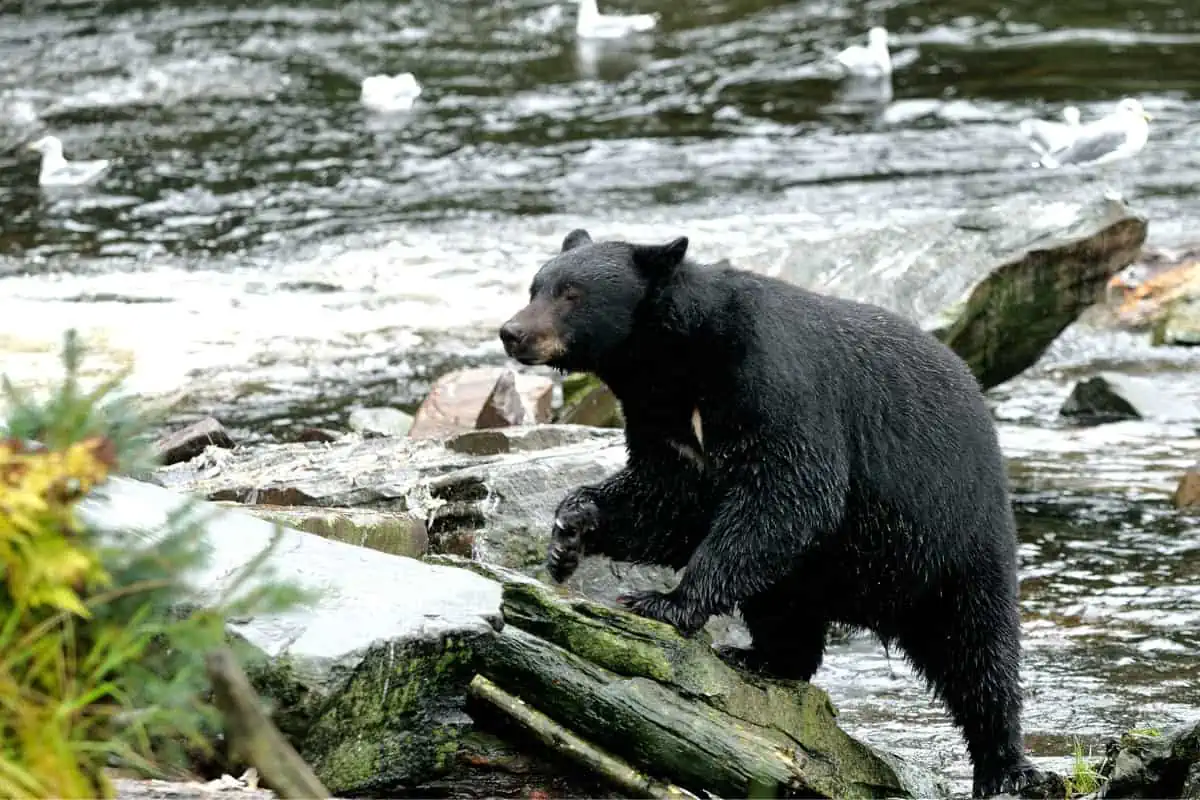 black bear coming out of a river