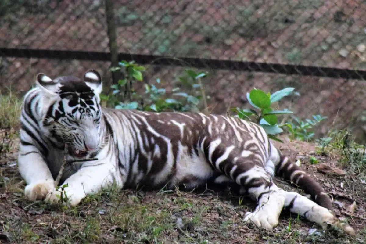black tiger - a pseudo melanistic white tiger