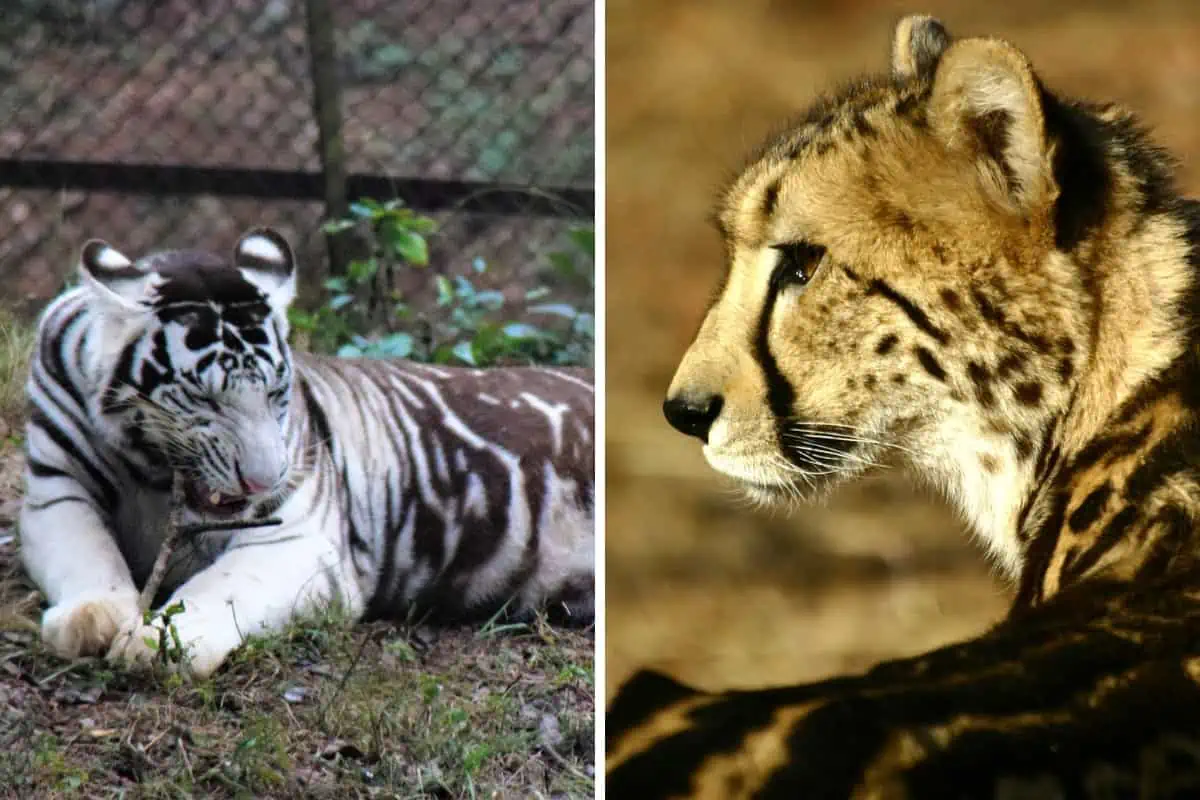 black tiger vs king cheetah