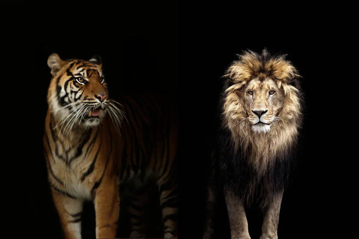 lion vs tiger