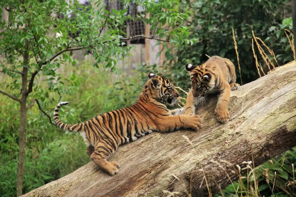 tiger cubs playing on a tree trunk