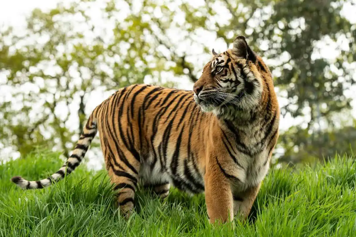 tiger standing in grass