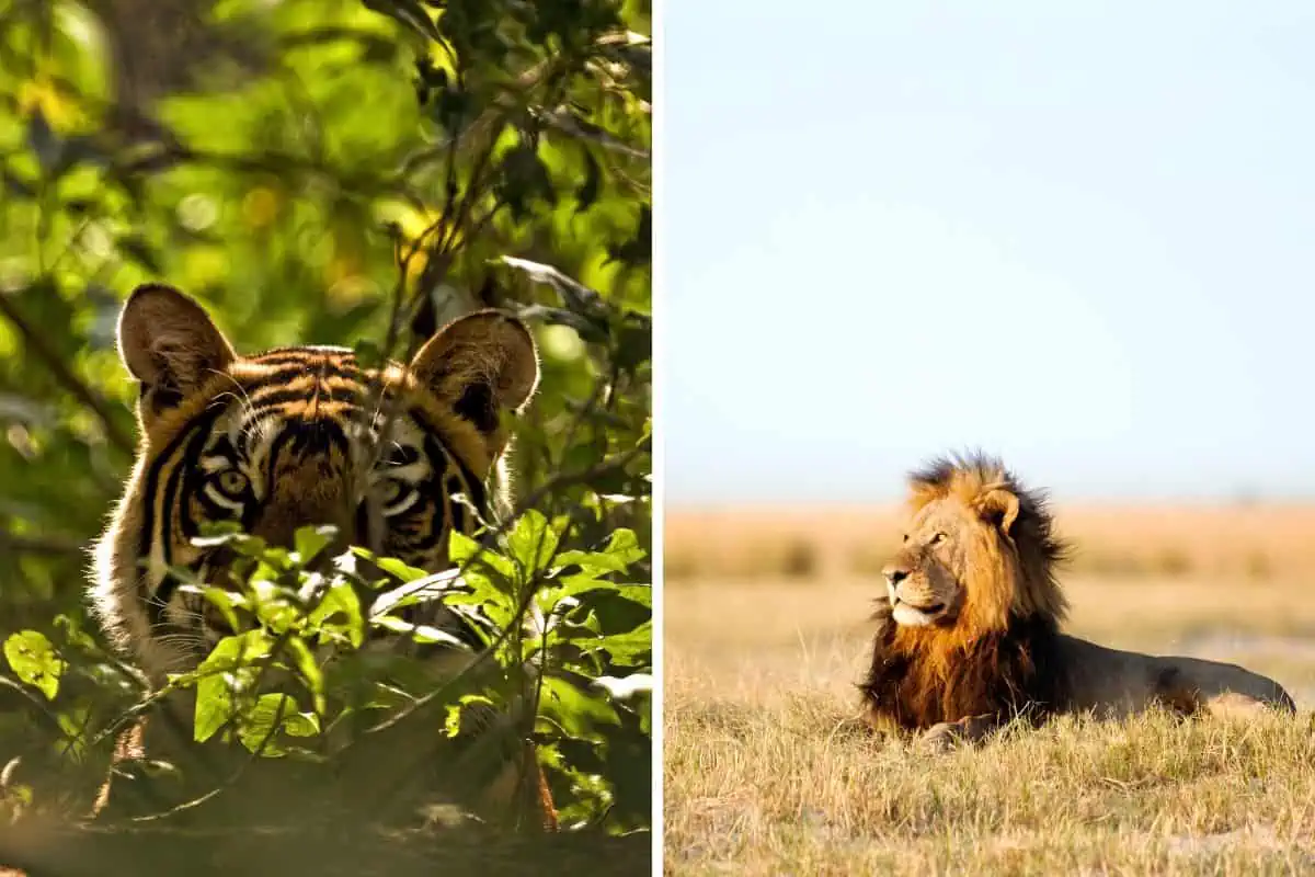 tiger vs lion habitat
