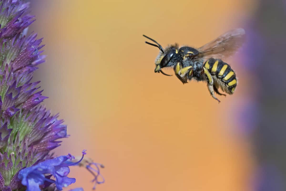 What Do Bees Do in the Wild?