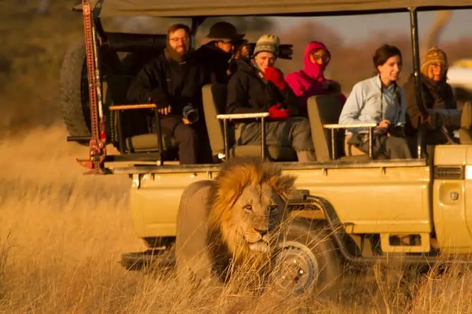 A lion with a safari vehicle
