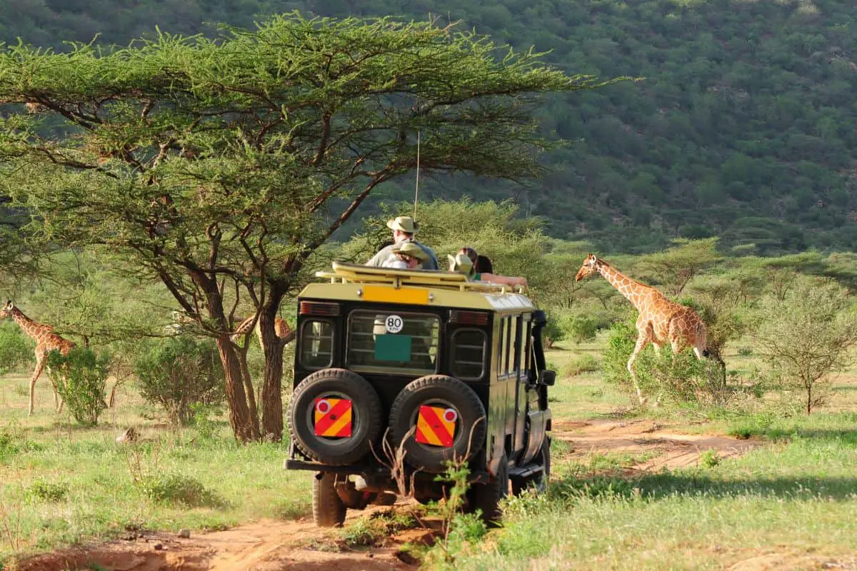all inclusive safari with giraffes