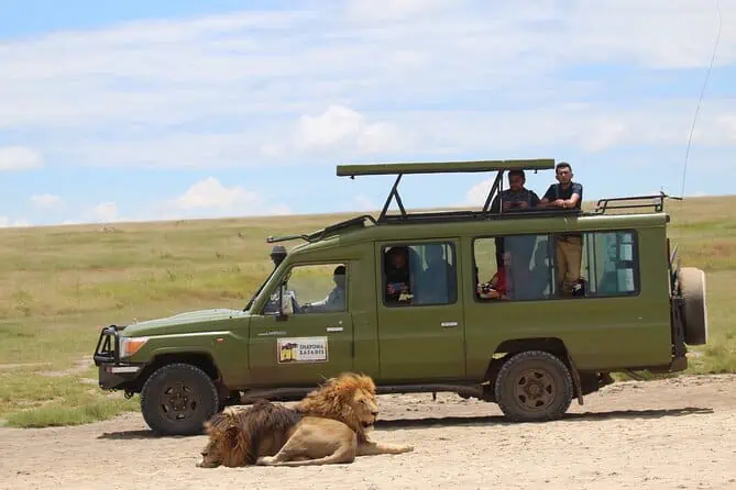 two lions lying infront of a safari vehicle