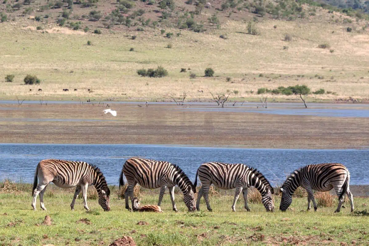 Zebras in Pilanesberg