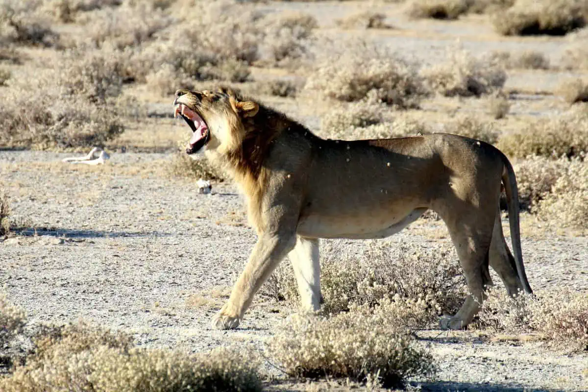 lion yawning in Etosha