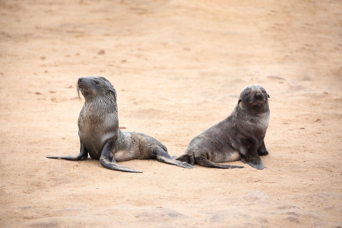 seal pups on Namibias skeleton coast