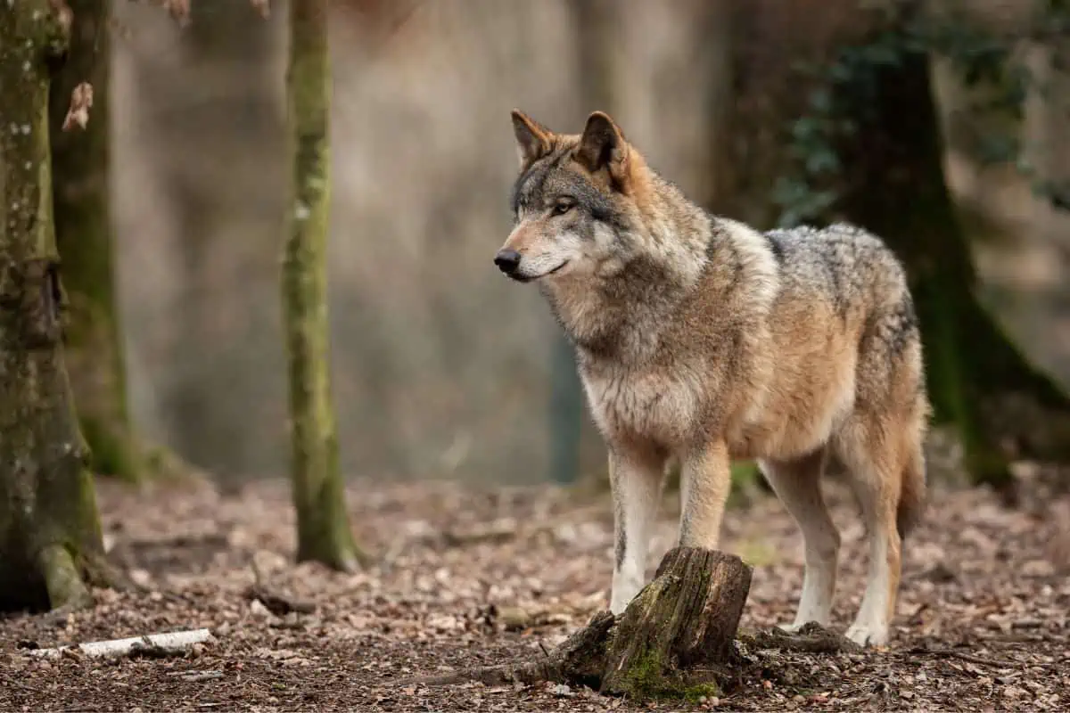 In-Depth Look at Wolf Size and Physical Characteristics