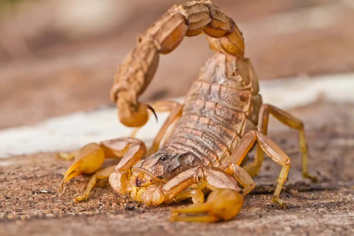 Ever Wondered How Wild Scorpions Hunt at Night?