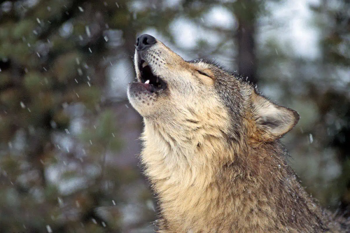 Gray Wolf Habitats Span from North America to Eurasia