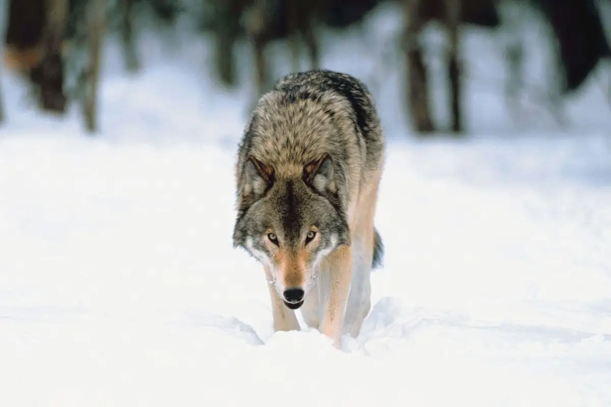 Gray Wolf Diet: Large-Hoofed Mammals and More