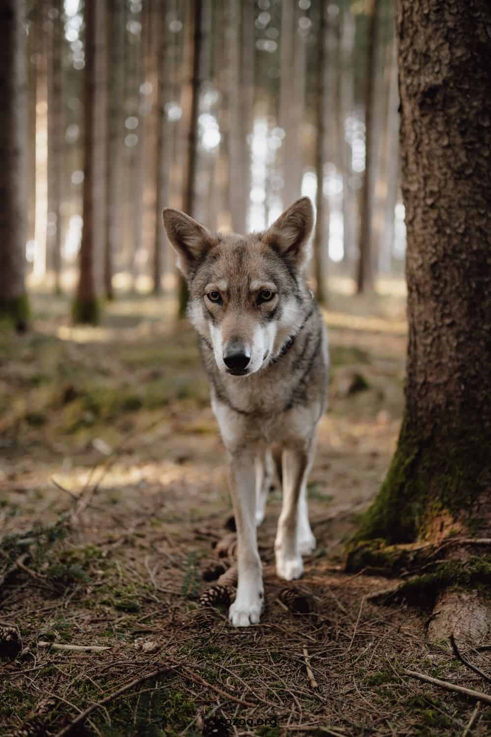 Wolf Like 9 Dogs That Look Like Wolves | Wolf Meets Canine