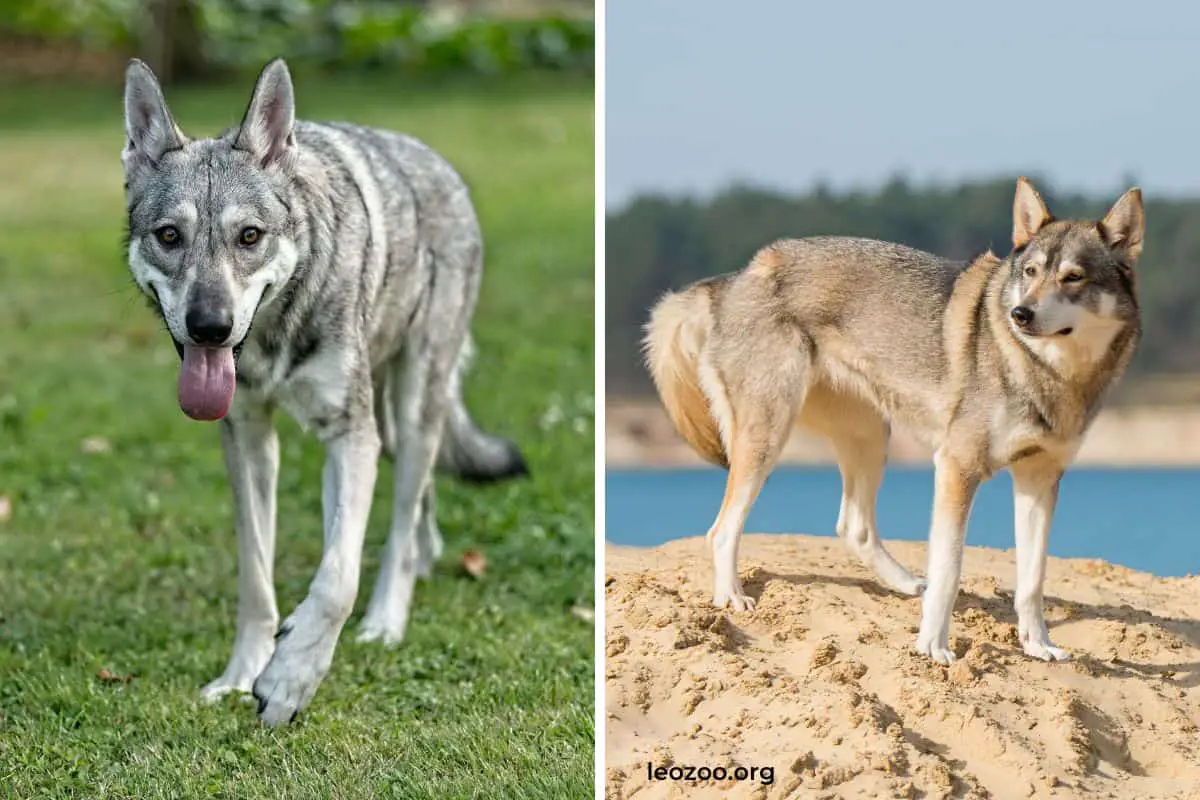 9 Dogs That Look Like Wolves